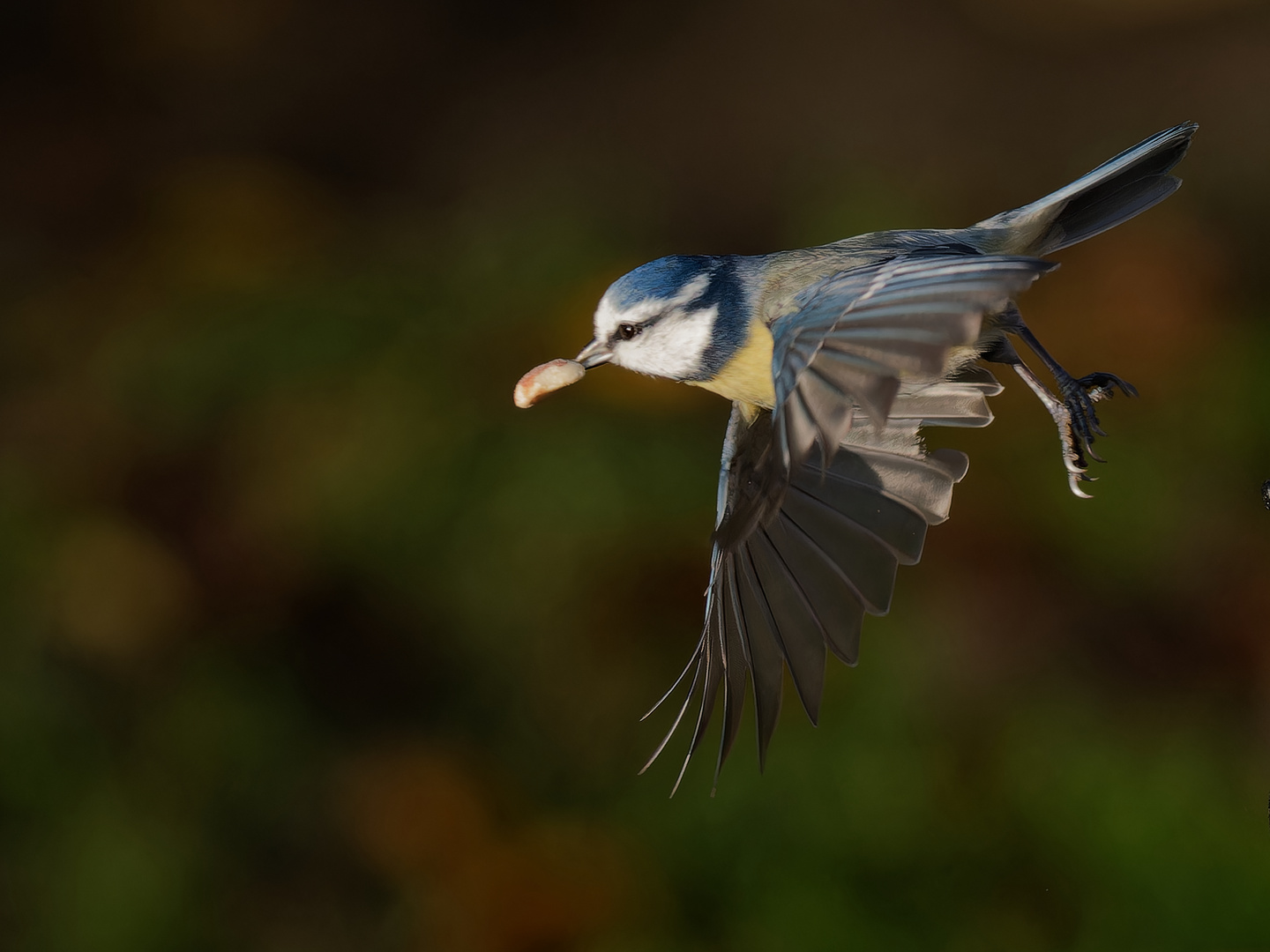 Blaumeise mit Beute