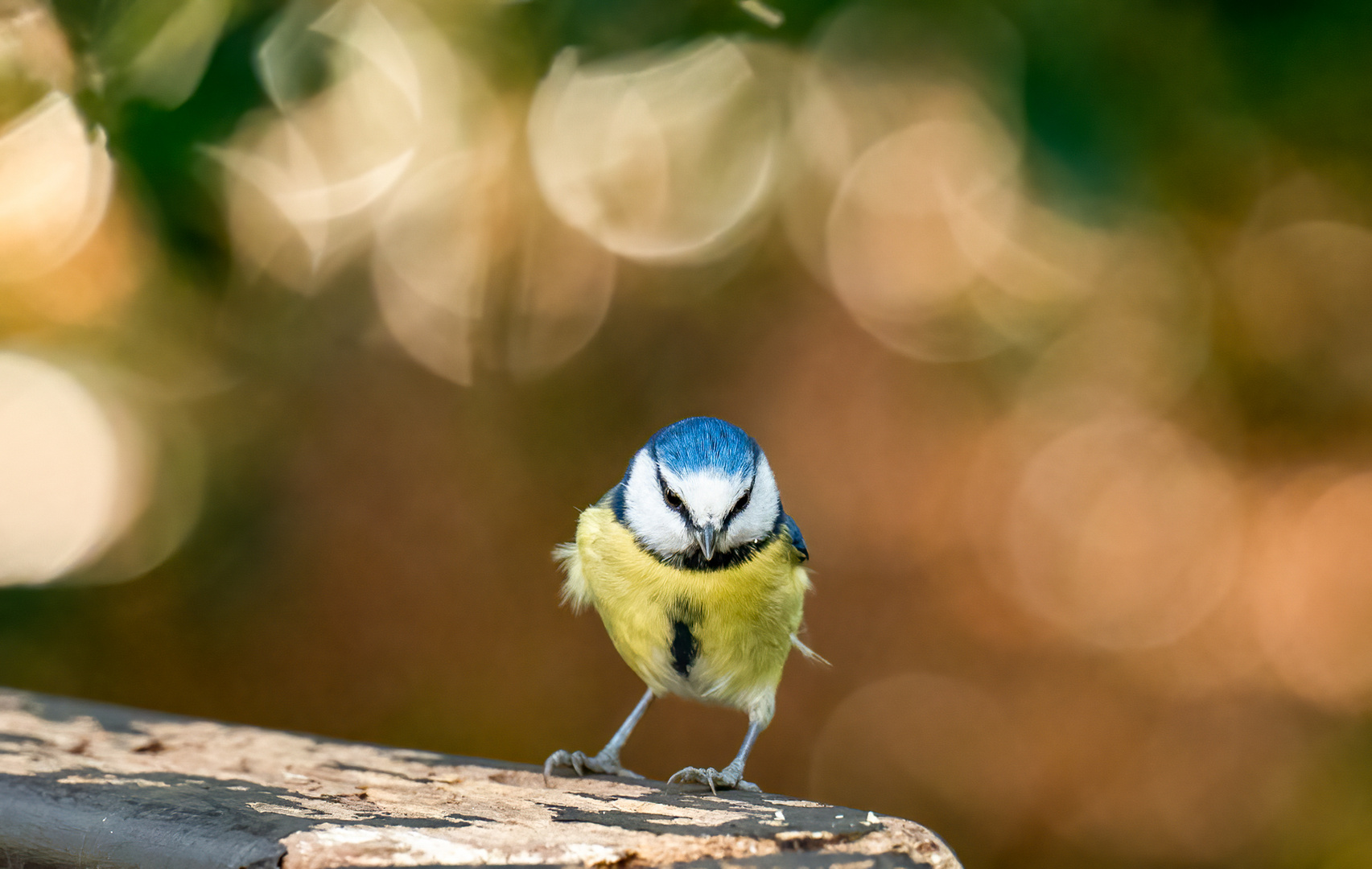 Blaumeise mit Bokeh