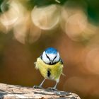 Blaumeise mit Bokeh