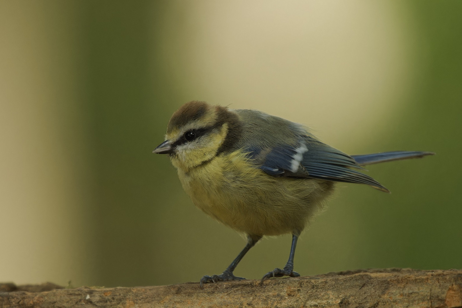 Blaumeise mit braun