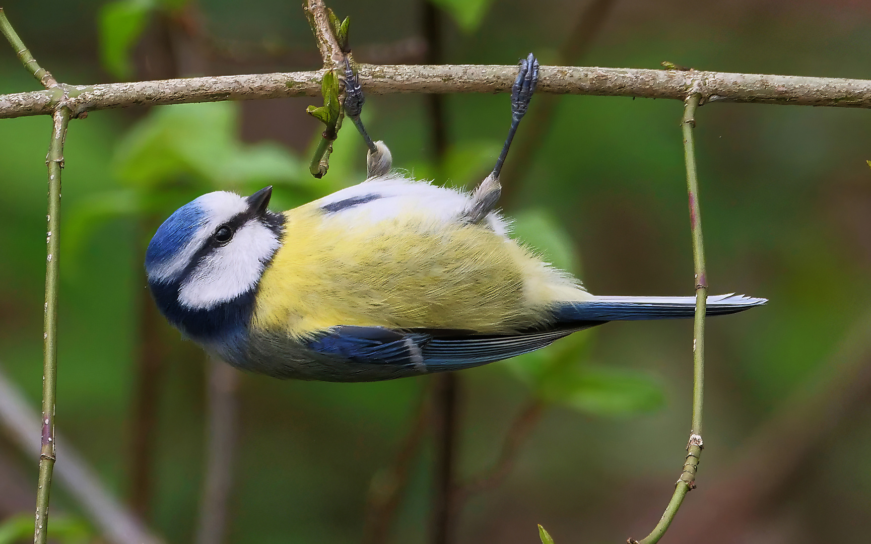 Blaumeise mit einem Klimmzug