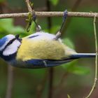 Blaumeise mit einem Klimmzug