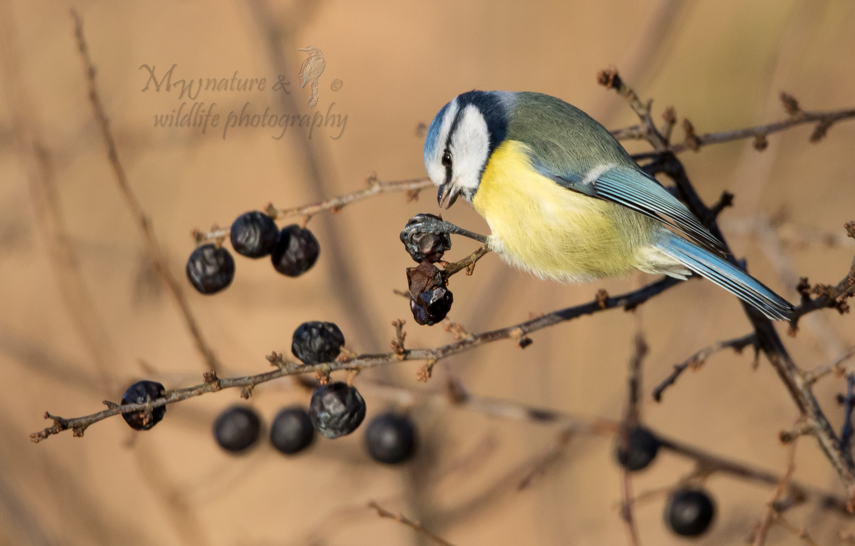 Blaumeise mit einer Beere