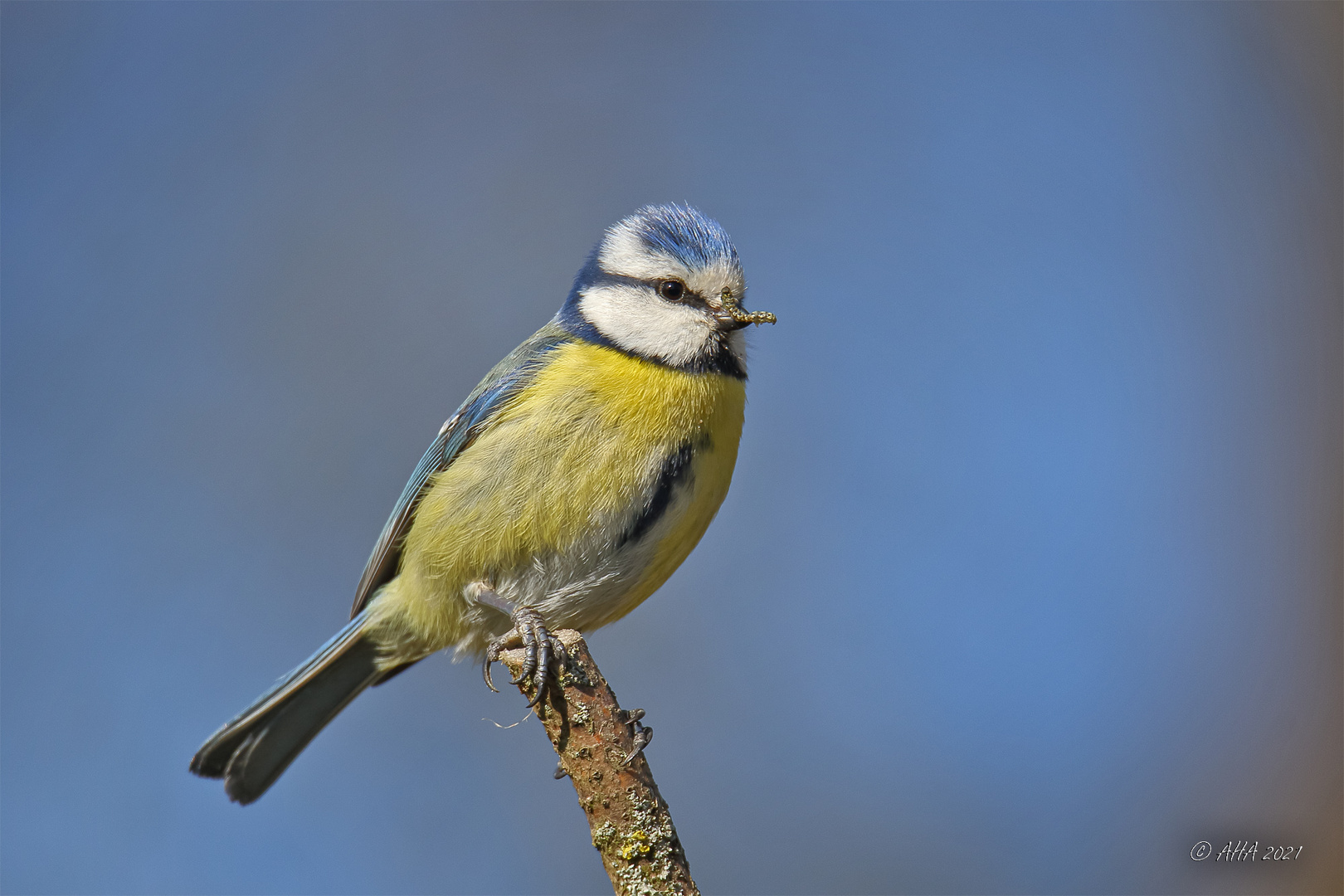 Blaumeise mit einer kleinen Raupe