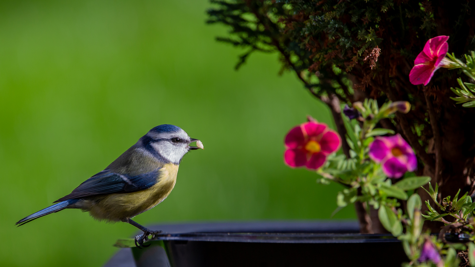 Blaumeise mit Erdnus