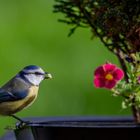 Blaumeise mit Erdnus