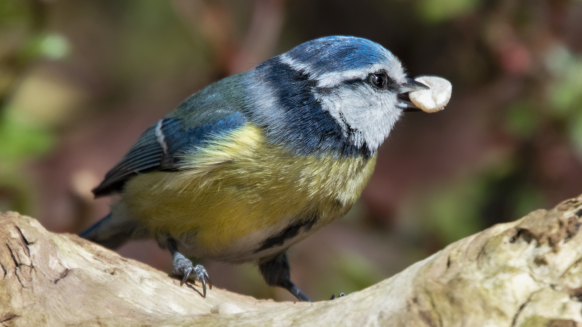 Blaumeise mit Erdnuss 001