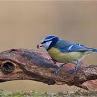 Blaumeise mit Erdnuss