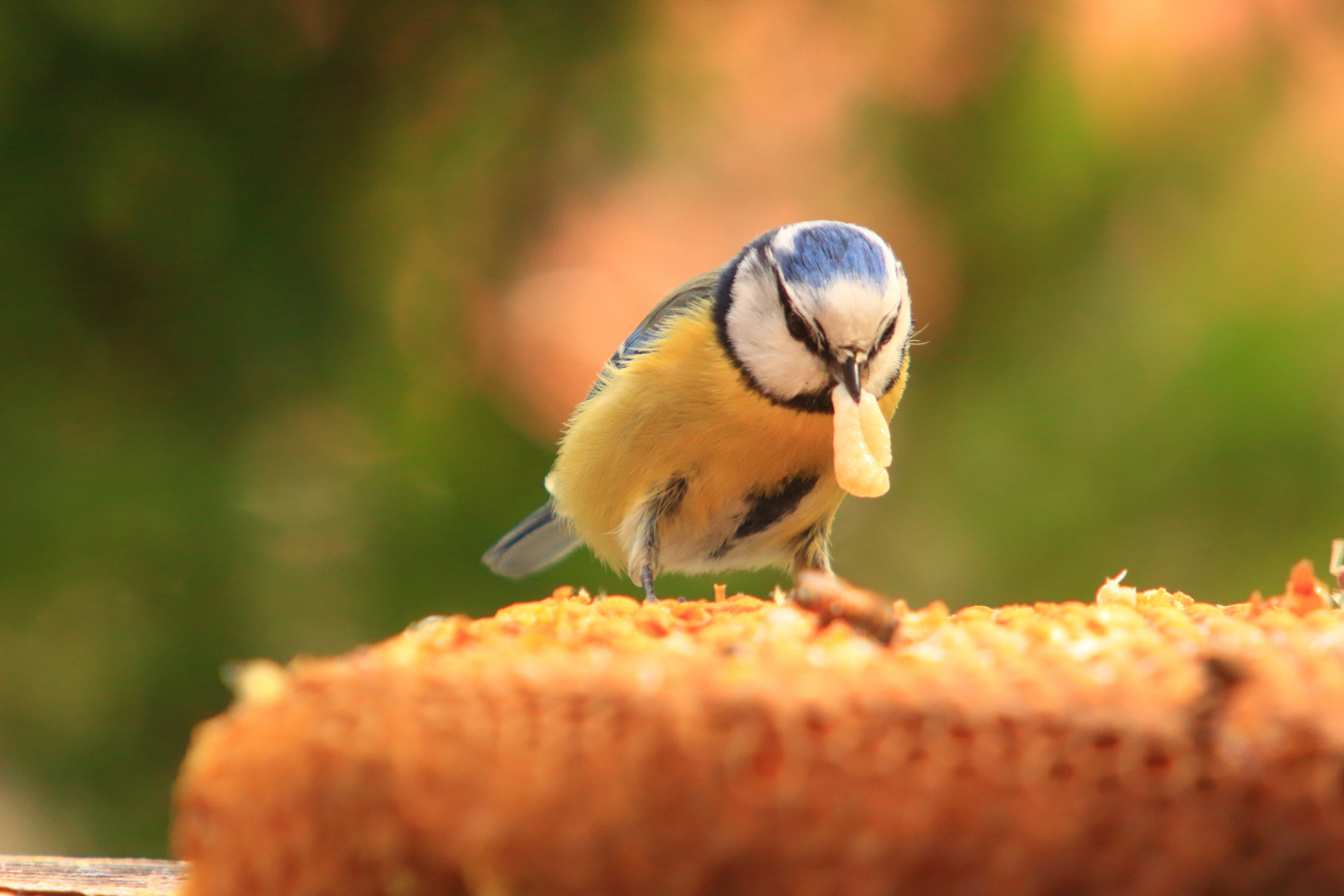 Blaumeise mit fetter Beute