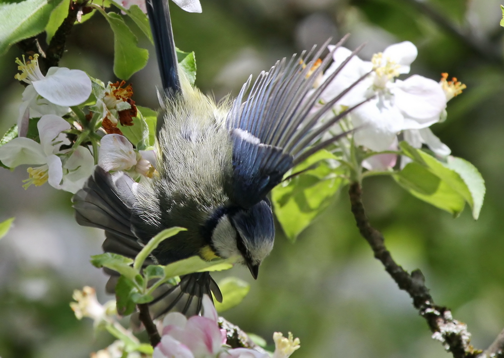 Blaumeise mit Flügelschlag im Sturzflug durch den Apfelbaum