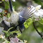 Blaumeise mit Flügelschlag im Sturzflug durch den Apfelbaum