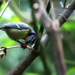 Blaumeise mit Frucht einer Eibe