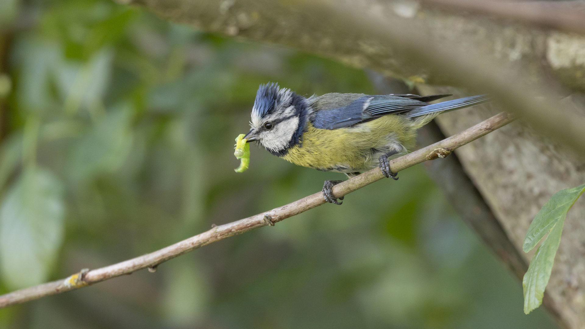 Blaumeise mit Futter