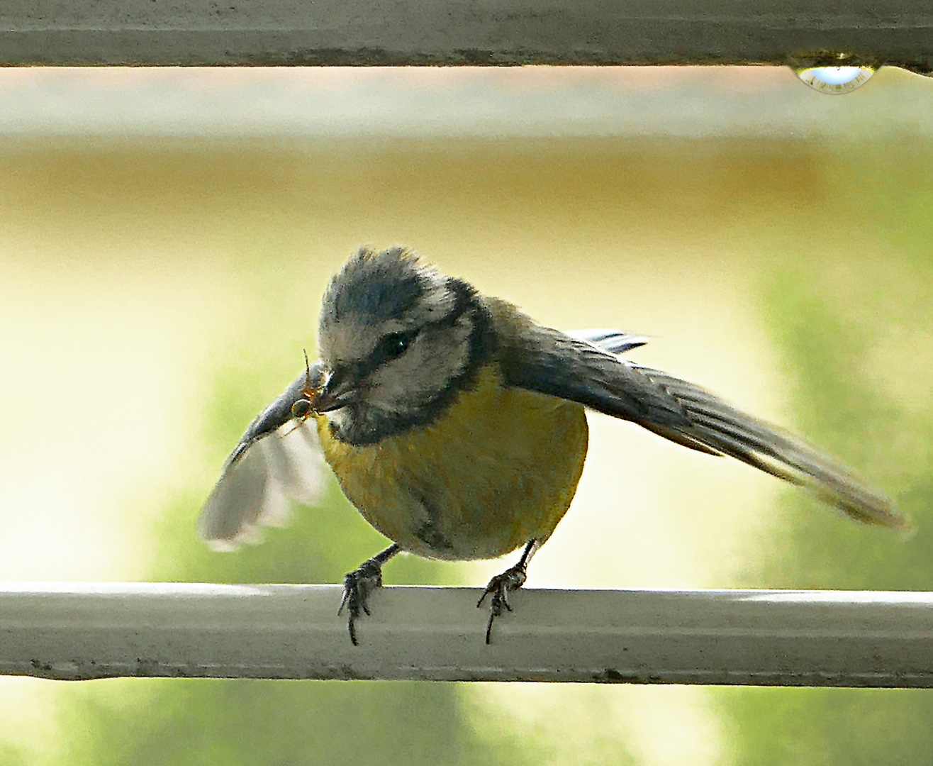 Blaumeise mit Futter