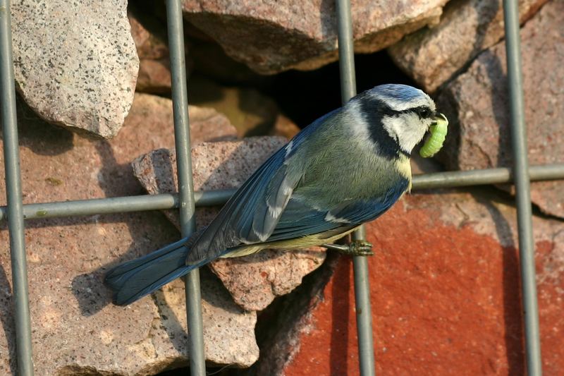 Blaumeise mit Futter