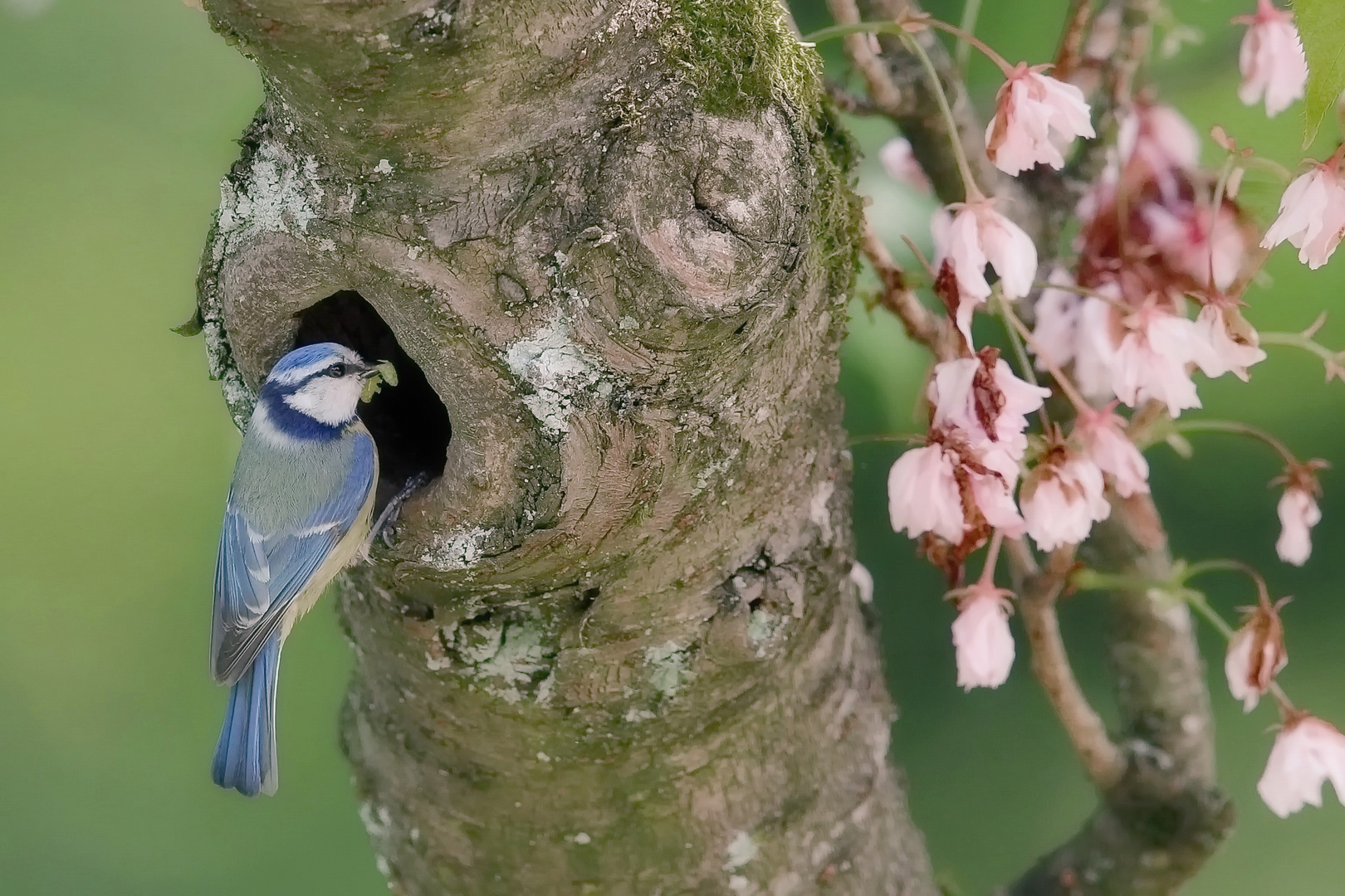 Blaumeise mit Futter