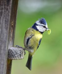 Blaumeise mit Futter für den Nachwuchs   (oder:  die Frisur hält)