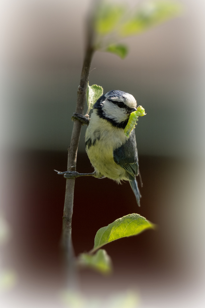 Blaumeise mit Futternachschub für die Jungen