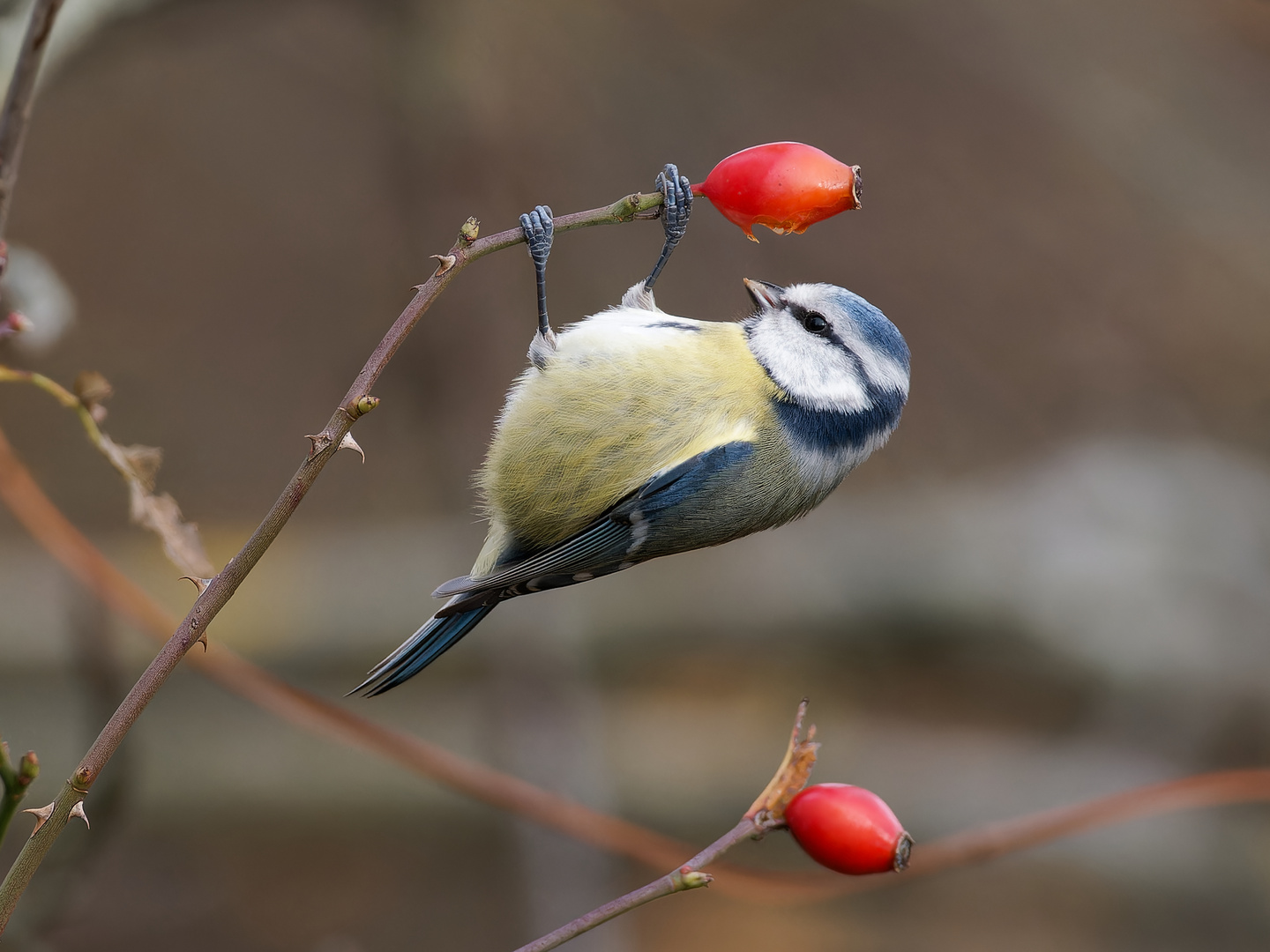 Blaumeise mit Hagebutte