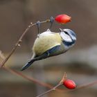 Blaumeise mit Hagebutte