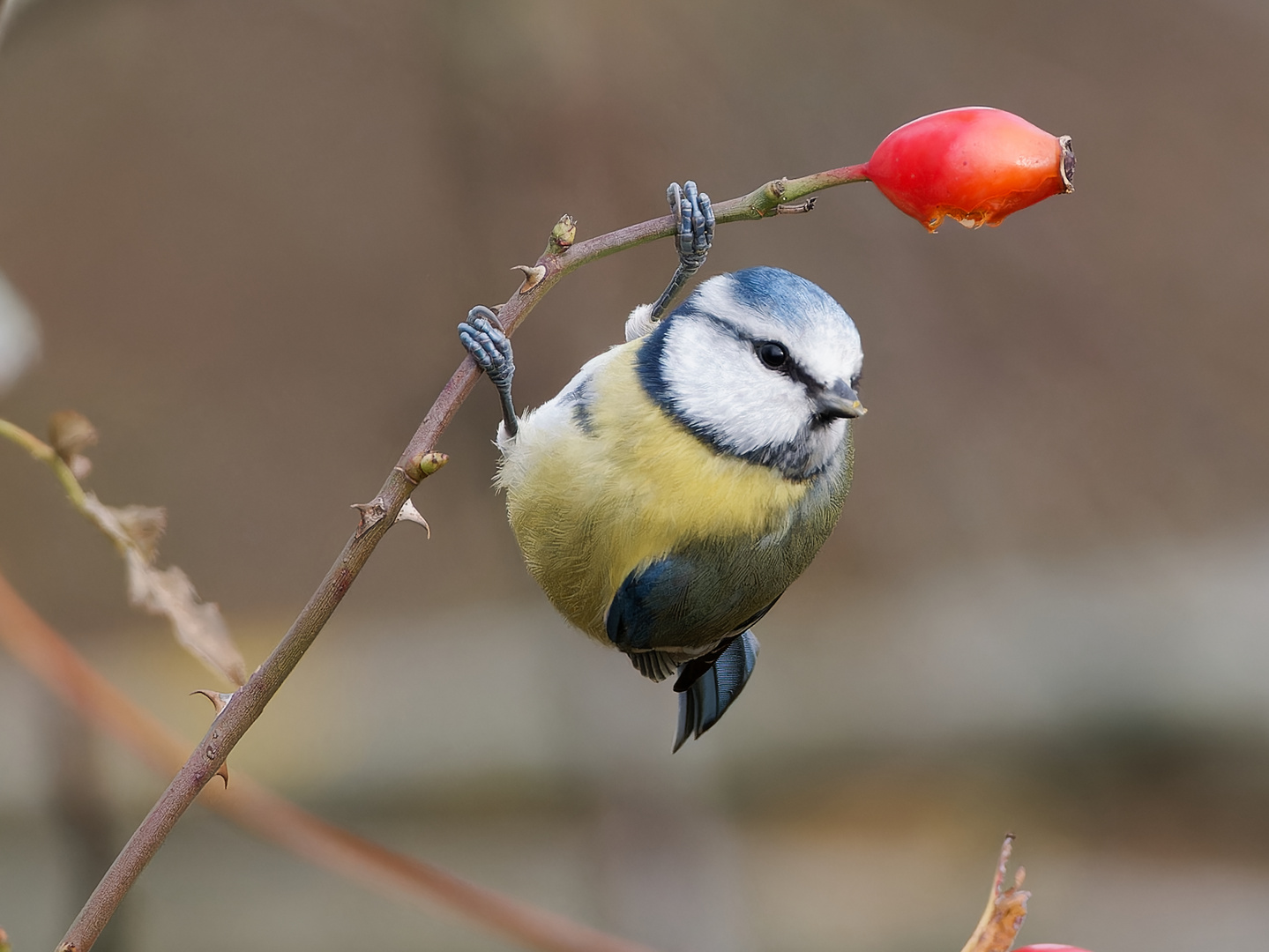 Blaumeise mit Hagebutte II