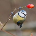 Blaumeise mit Hagebutte II