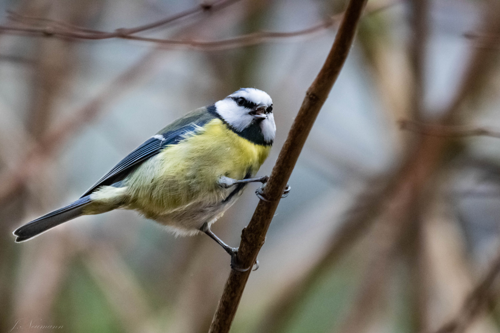 Blaumeise mit hellen Gesicht