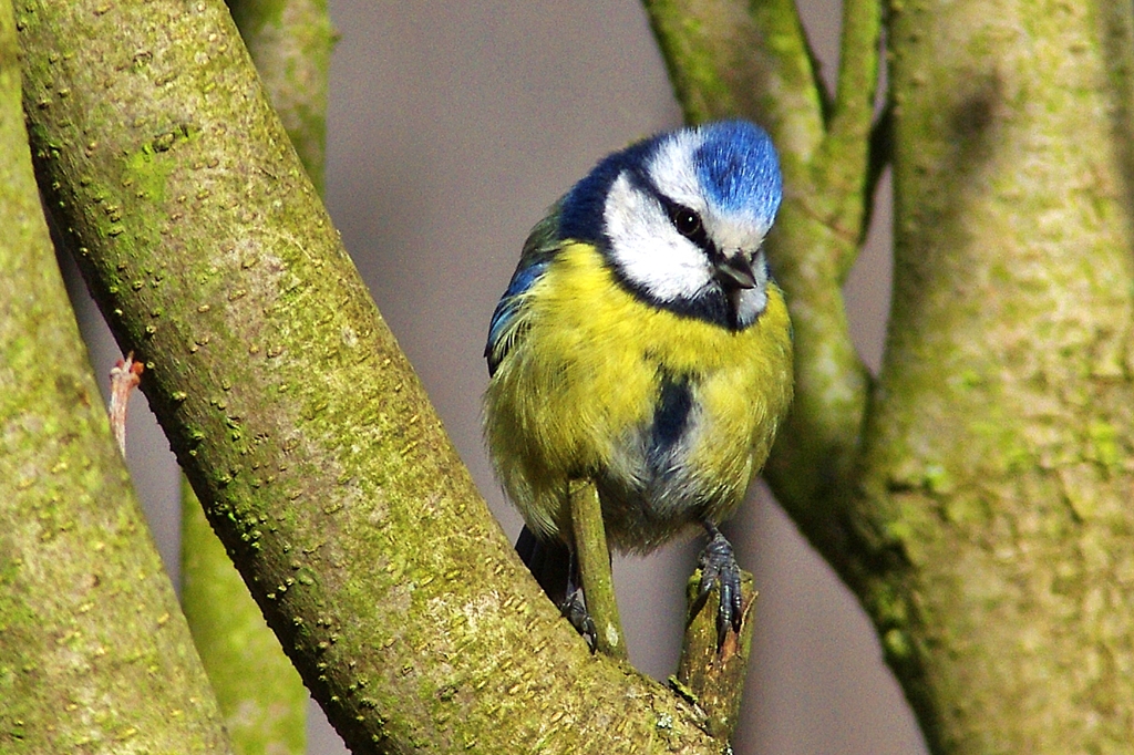 Blaumeise mit Holzbein