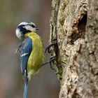 Blaumeise mit interessanter Pose