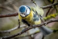 "BLAUMEISE" - mit ISO 5000