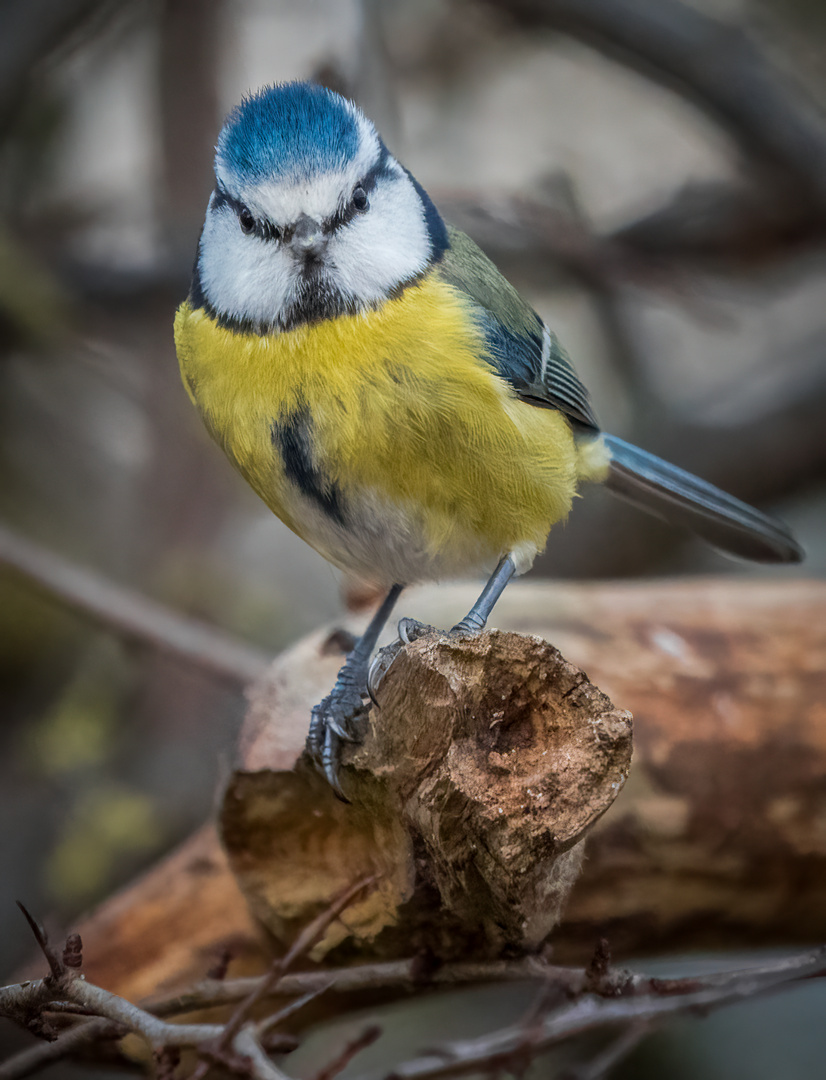 "BLAUMEISE" mit ISO 6400