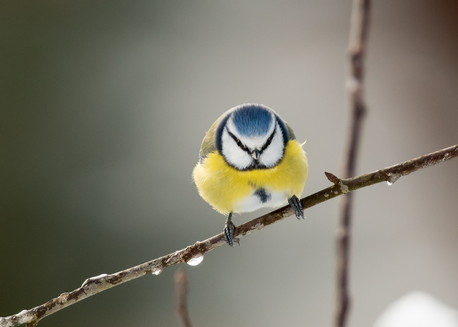 Blaumeise mit Killerblick