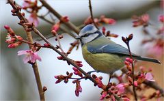 Blaumeise mit Kirschblüten