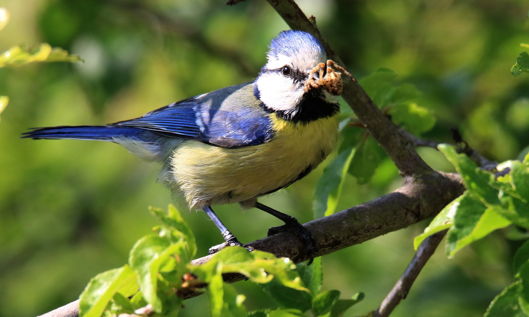 Blaumeise mit Kreuzspinne