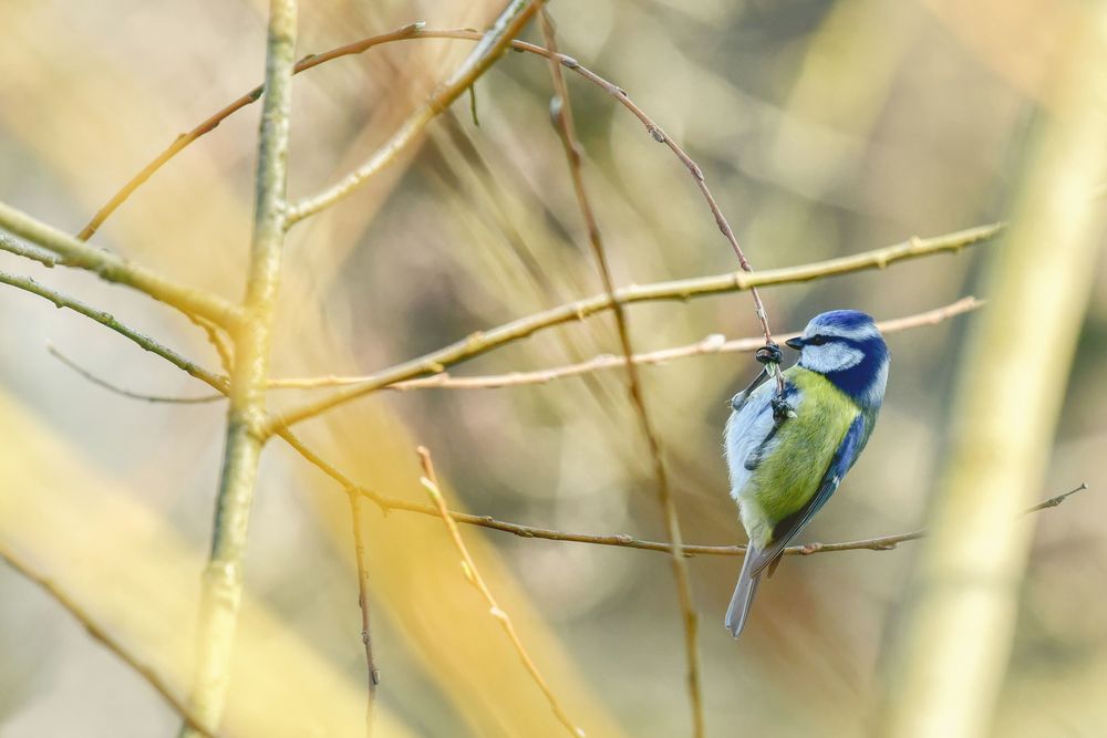 ... Blaumeise mit leichtem Übergewicht ...