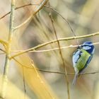 ... Blaumeise mit leichtem Übergewicht ...