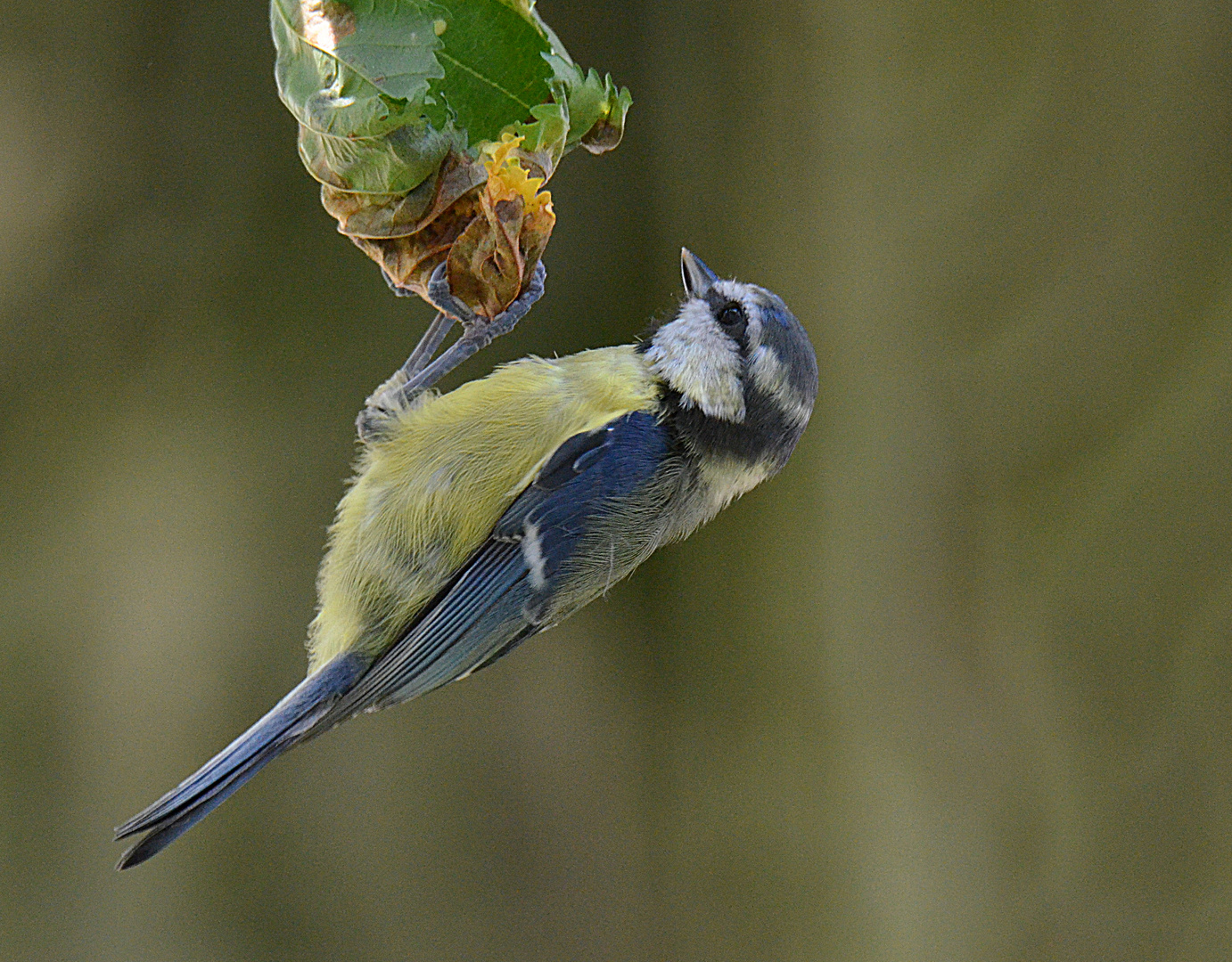 Blaumeise mit Minierfliege (nicht im Bild)