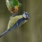 Blaumeise mit Minierfliege (nicht im Bild)