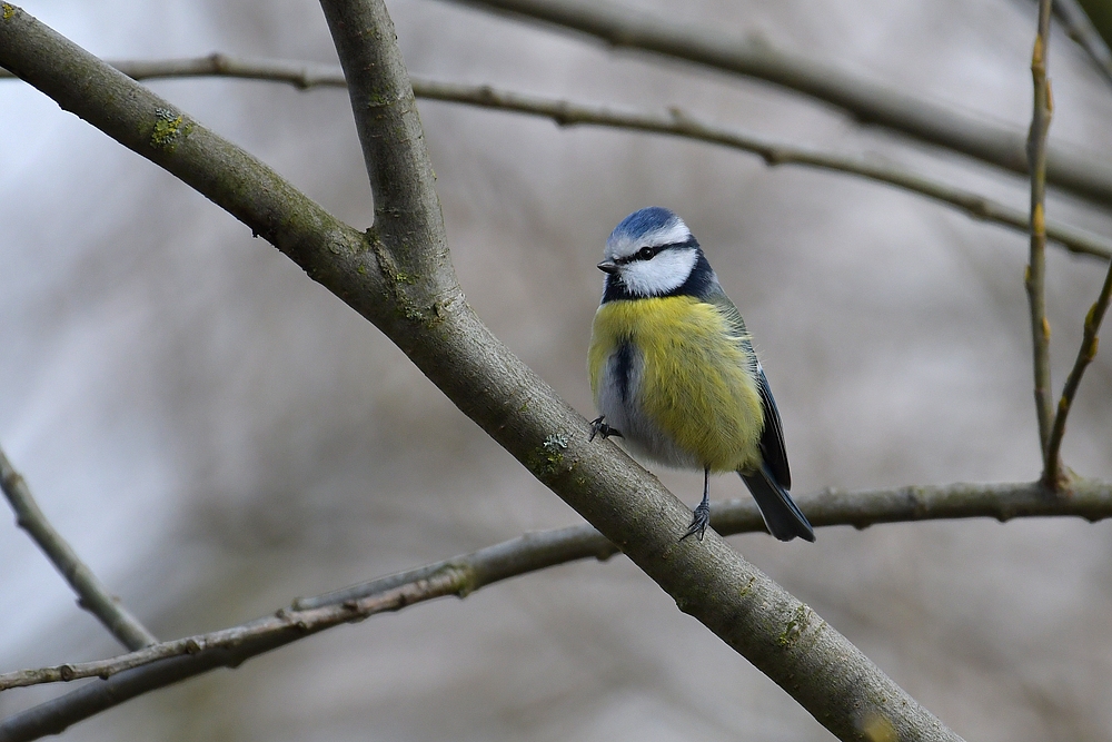 Blaumeise mit Model – Qualität