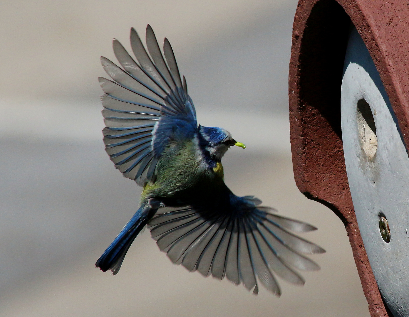 Blaumeise mit Nachschub