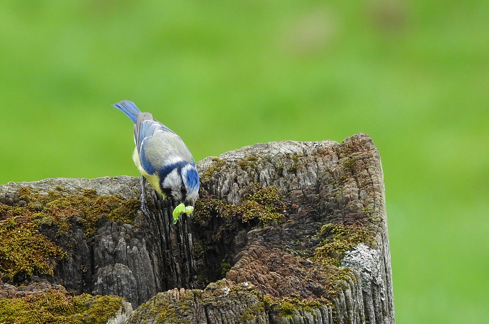 Blaumeise mit Nahrung ...