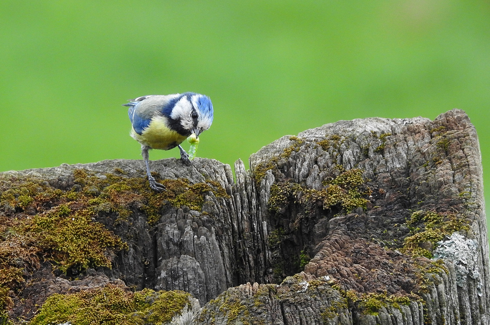 Blaumeise mit Nahrung..