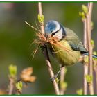 Blaumeise mit Nistmaterial