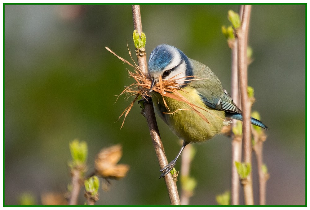 Blaumeise mit Nistmaterial