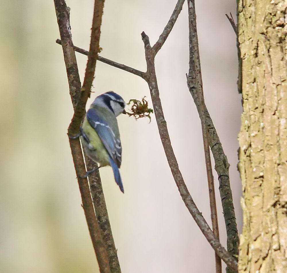 Blaumeise mit Nistmaterial