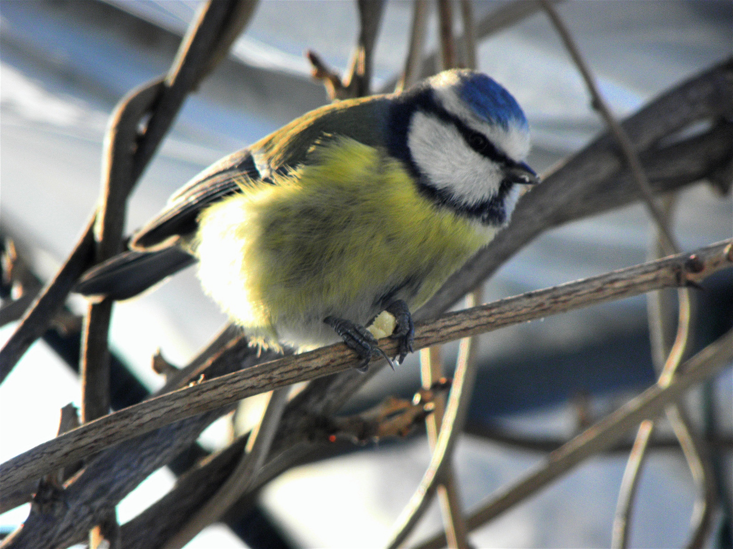 blaumeise mit nüssle