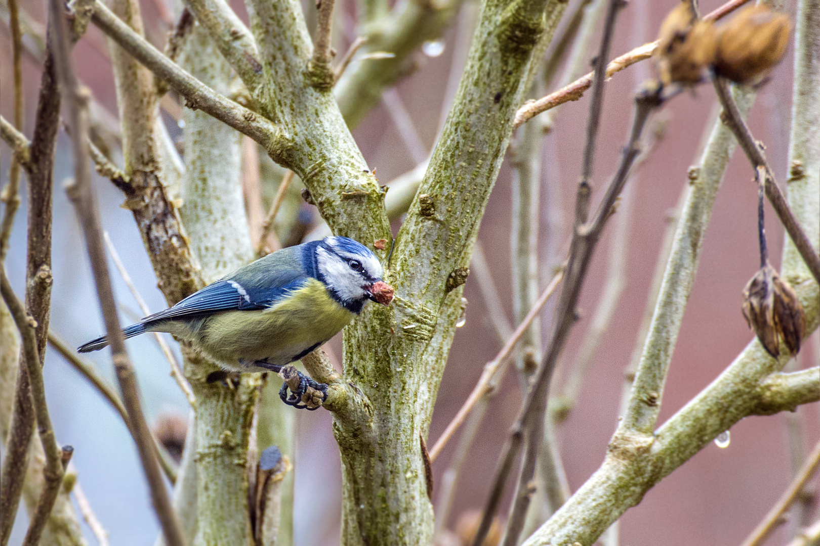 Blaumeise mit Nuss