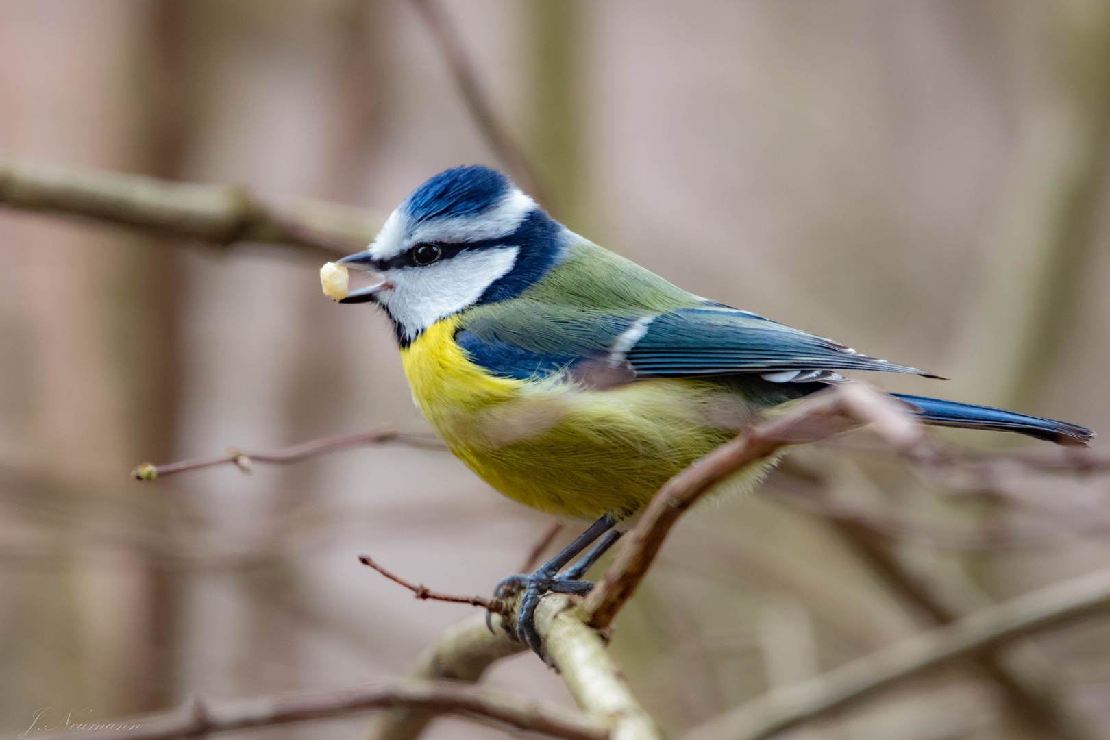 Blaumeise mit Nuss