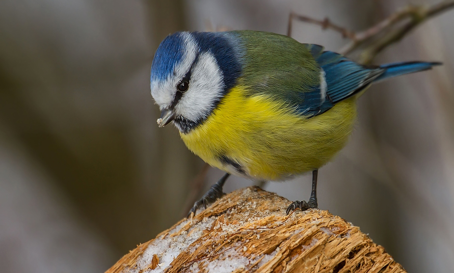 Blaumeise mit Proviant