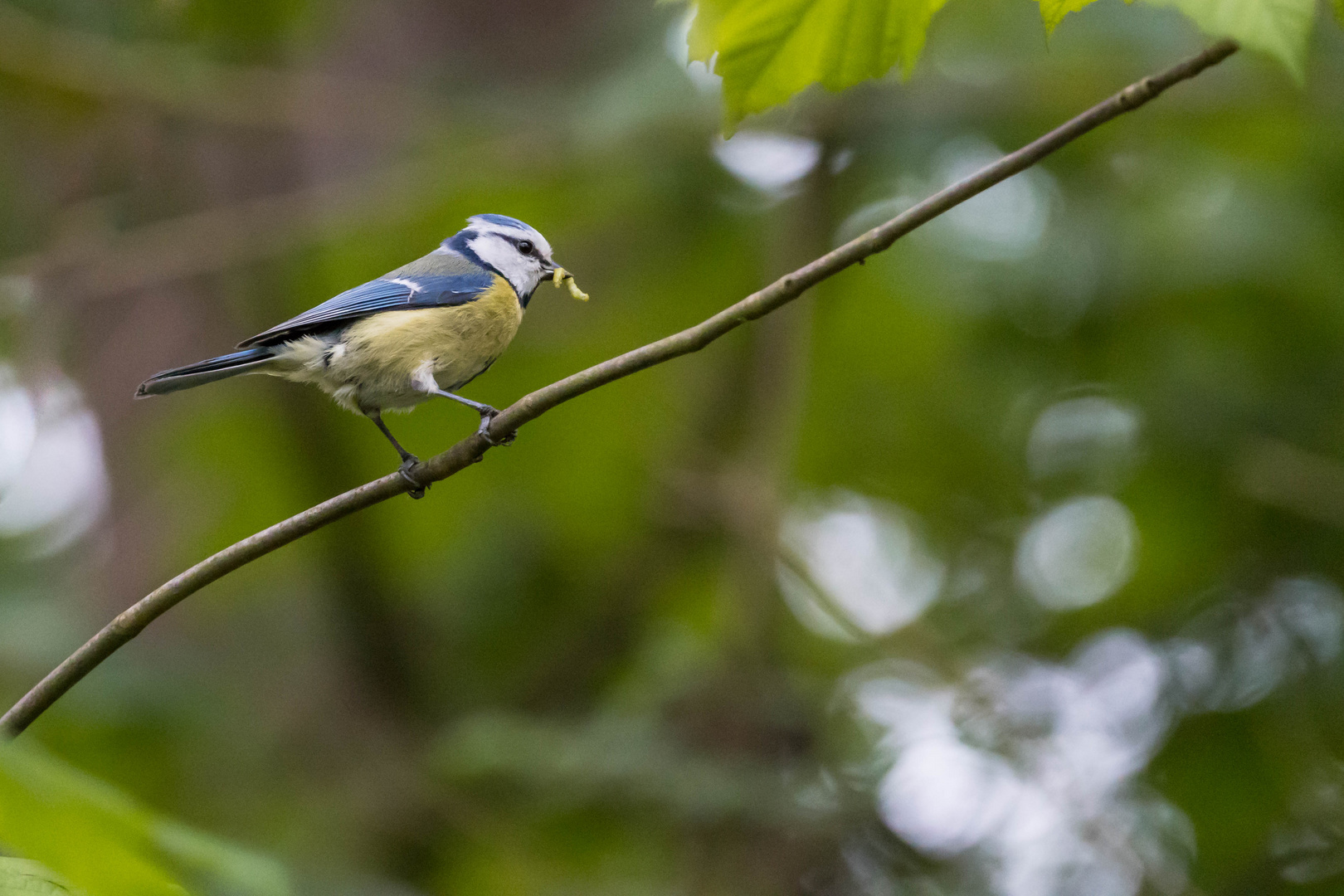 Blaumeise mit Raupe 2